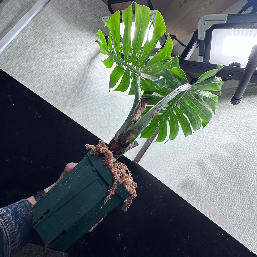 G*i様 モンステラデリシオーサマクロコズム超希少系統鉢植え