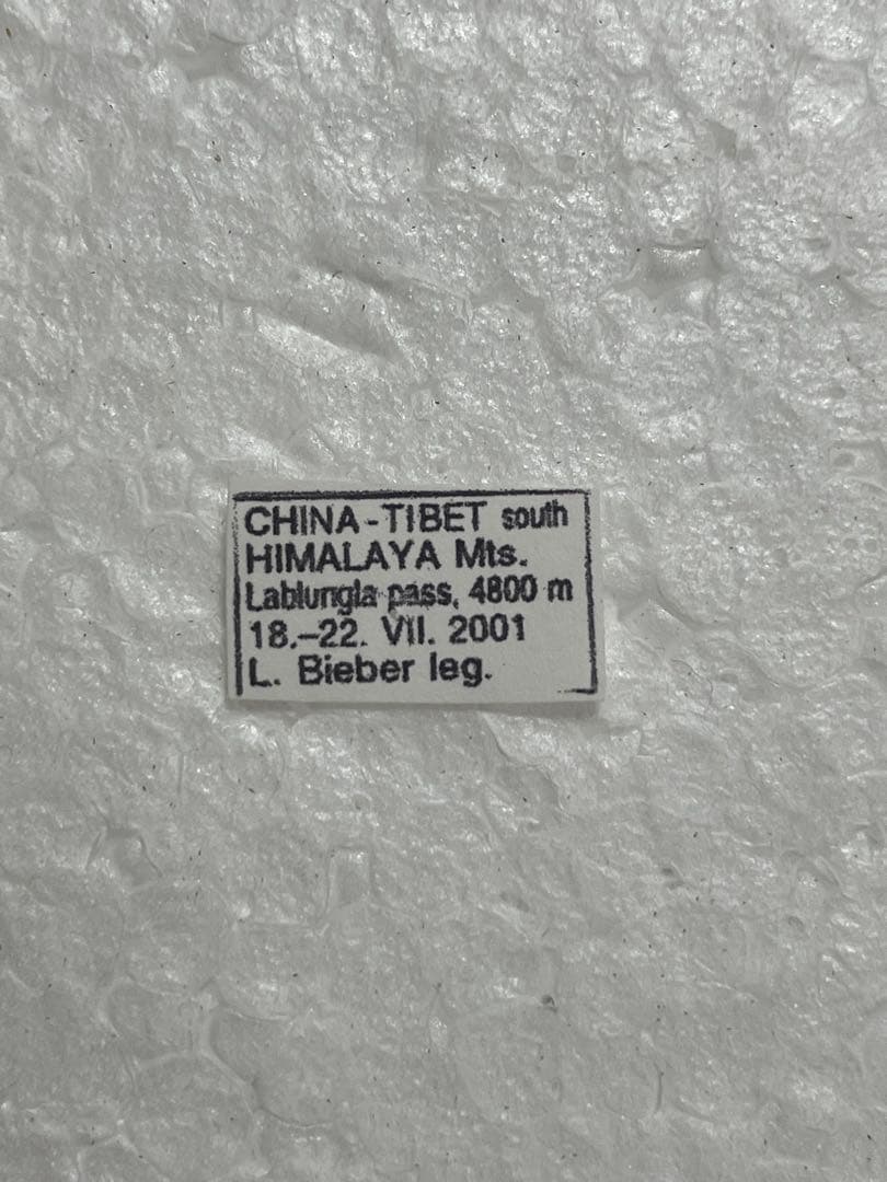 パルナシウス・アクデステス（チベット産、 オス）