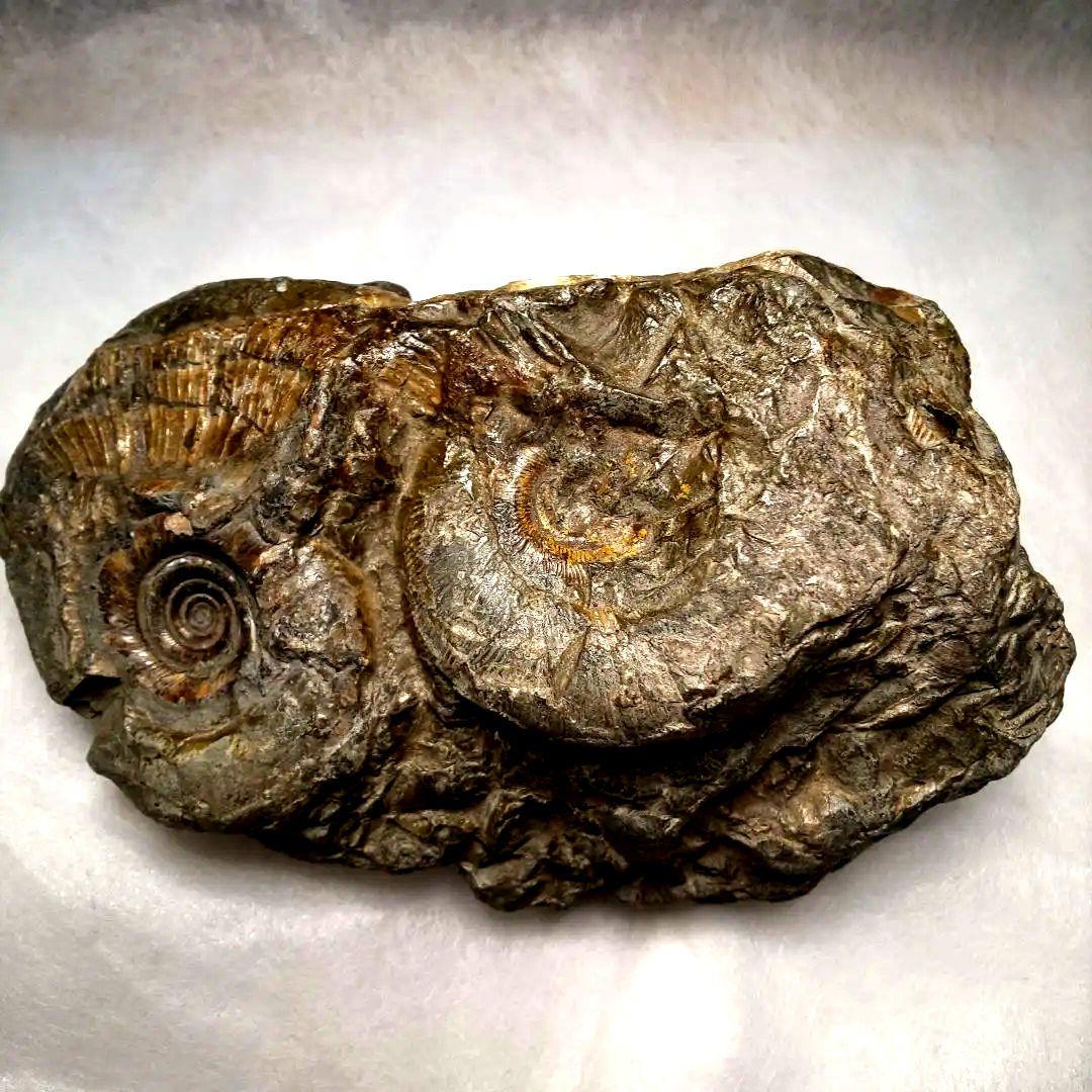 ⭐️ アンモナイトの塊 M-A