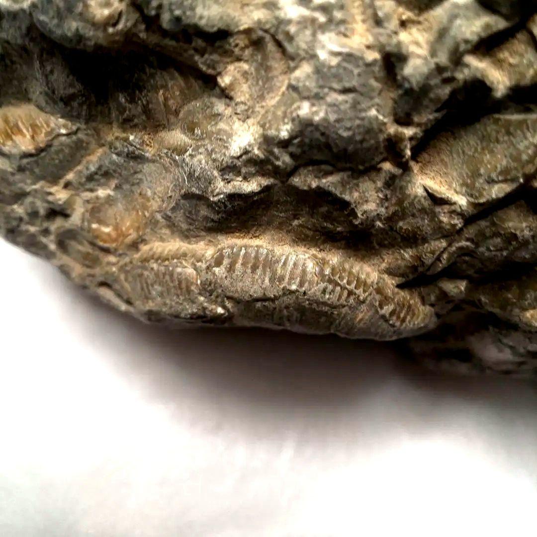 ⭐️ アンモナイトの塊 M-A