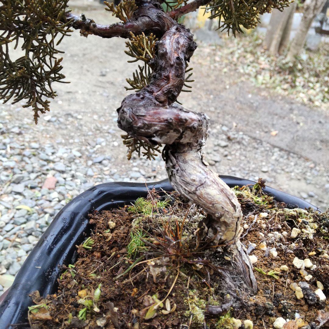 真柏捻転盆栽