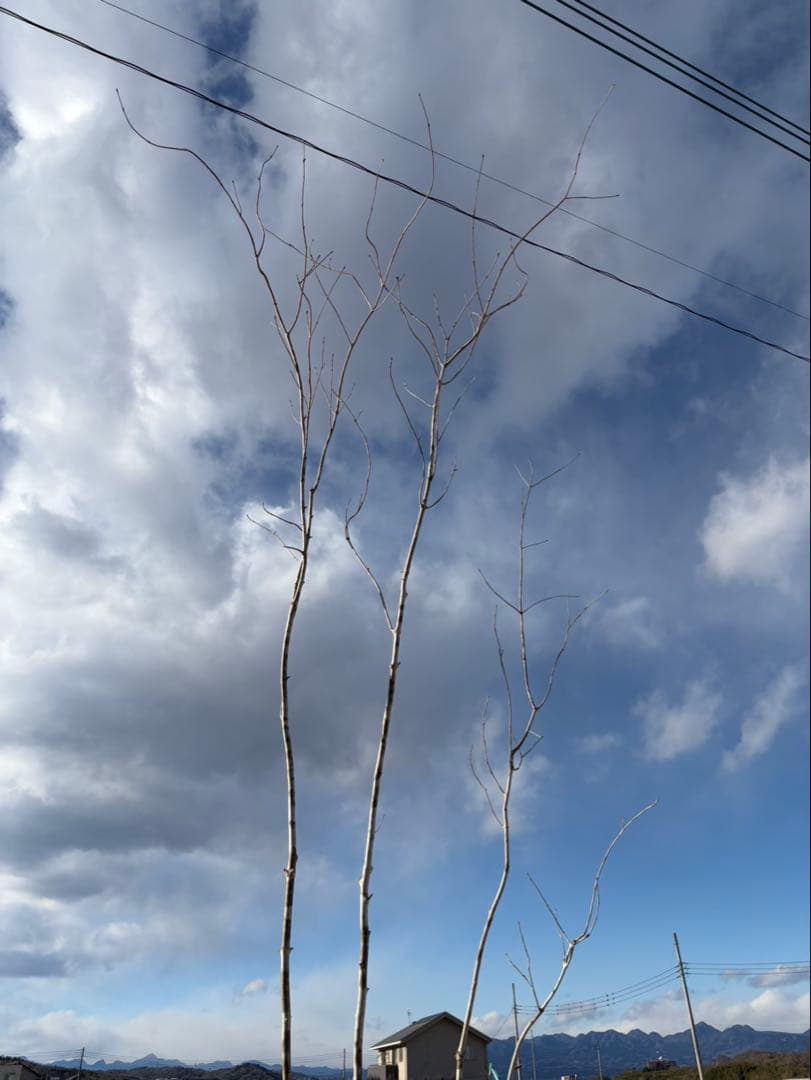 山採り アオダモ 自然樹形 株立ち 4本立ち