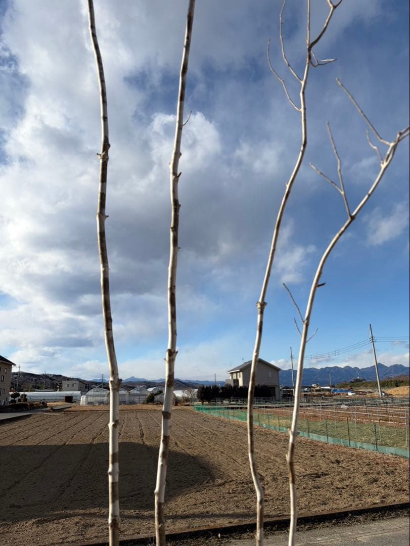 山採り アオダモ 自然樹形 株立ち 4本立ち