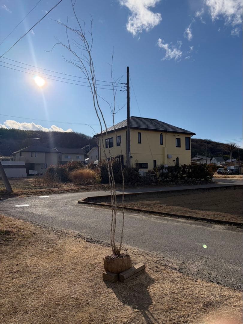 山採り アオダモ 自然樹形 株立ち 4本立ち