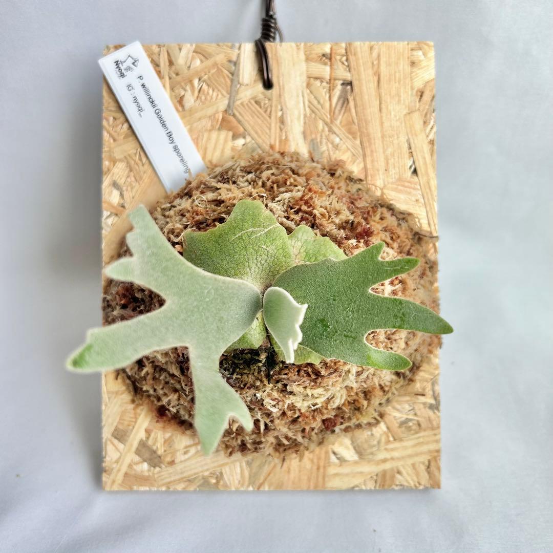 P. wilinckii Golden Boy spore【48】