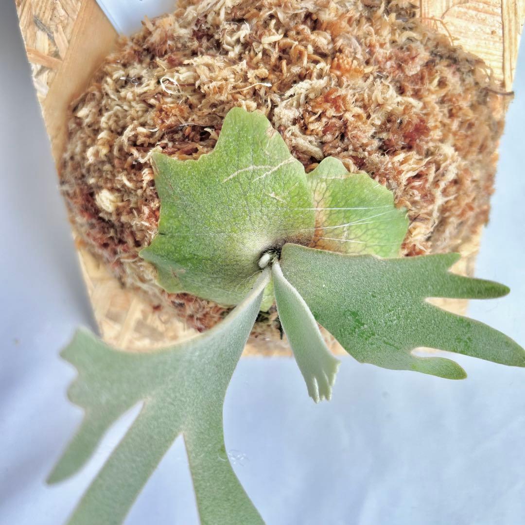 P. wilinckii Golden Boy spore【48】