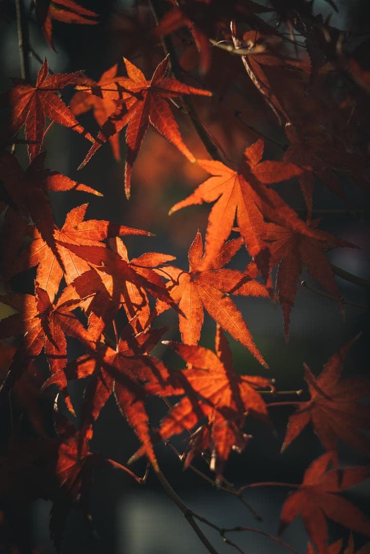 mauLR様　Leica Elmar 65mm F3.5 Visoflex