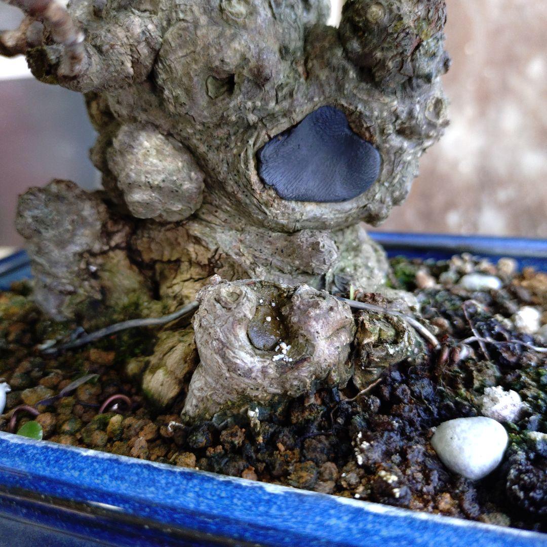 イボガジュマル