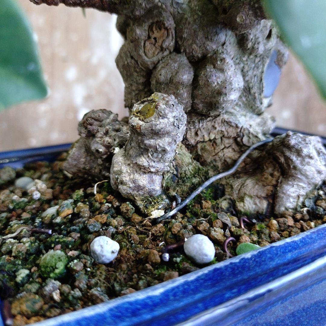 イボガジュマル