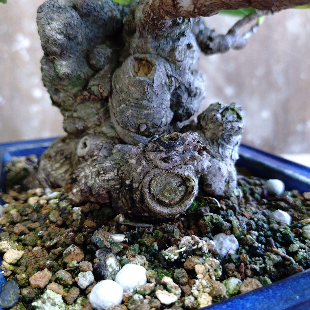 イボガジュマル