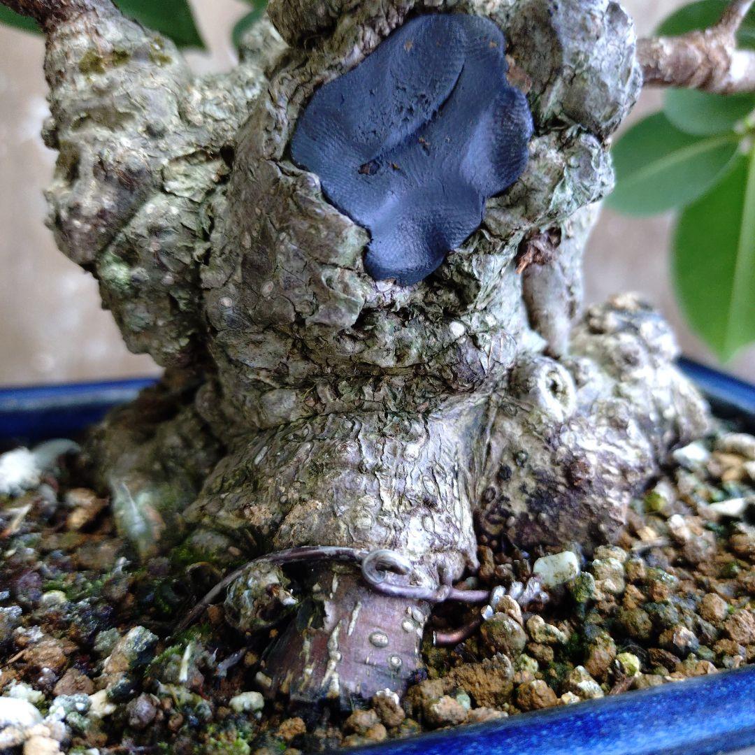 イボガジュマル