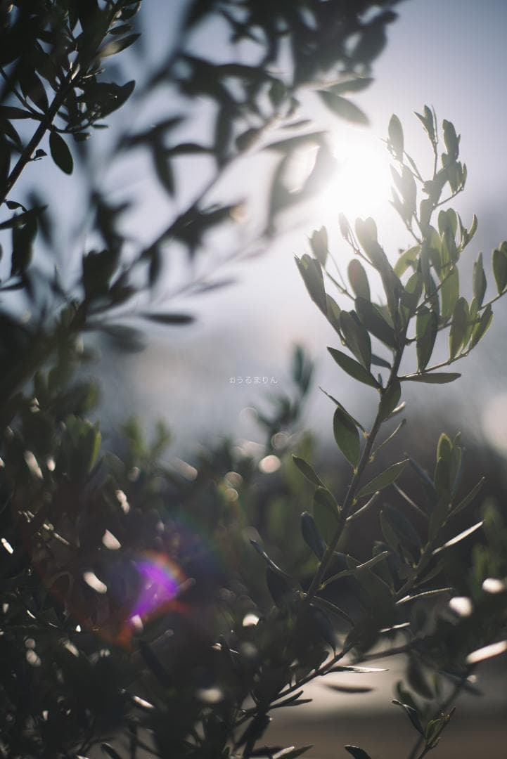 良品！標準の帝王！Planar 50mm F1.4 AEJ オールドレンズ