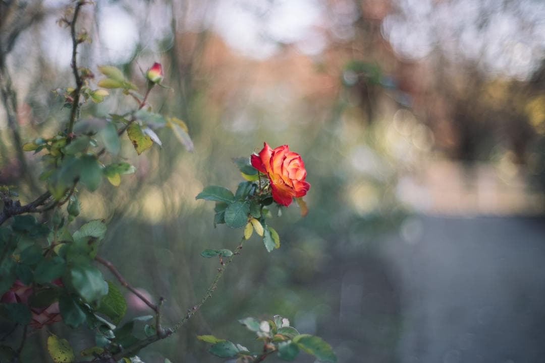 良品！標準の帝王！Planar 50mm F1.4 AEJ オールドレンズ