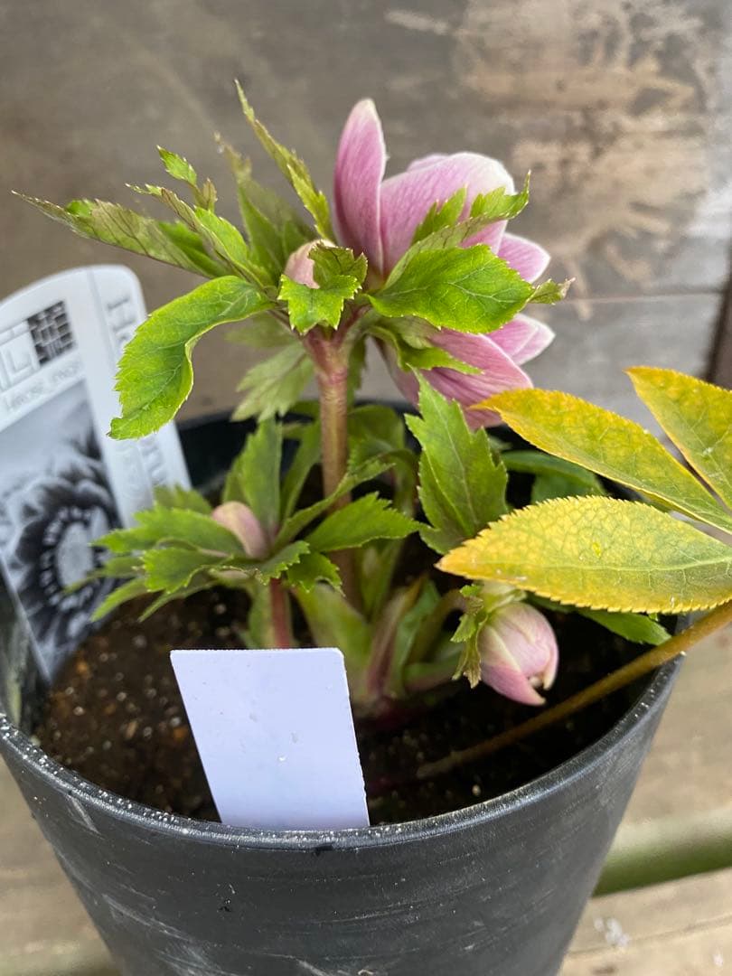 し*す様 ソレイユ　広瀬園芸