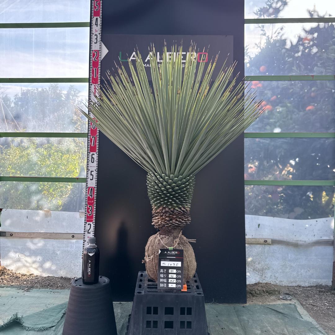 【AL1095】ユッカ　ロストラータ