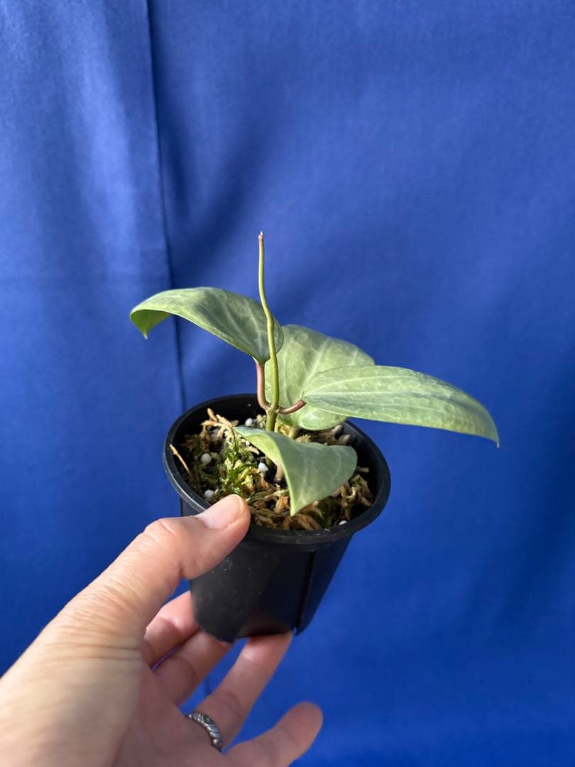 1124＊Hoya ＊ ホヤ＊latifolia＊silver ＊ラティフォリア