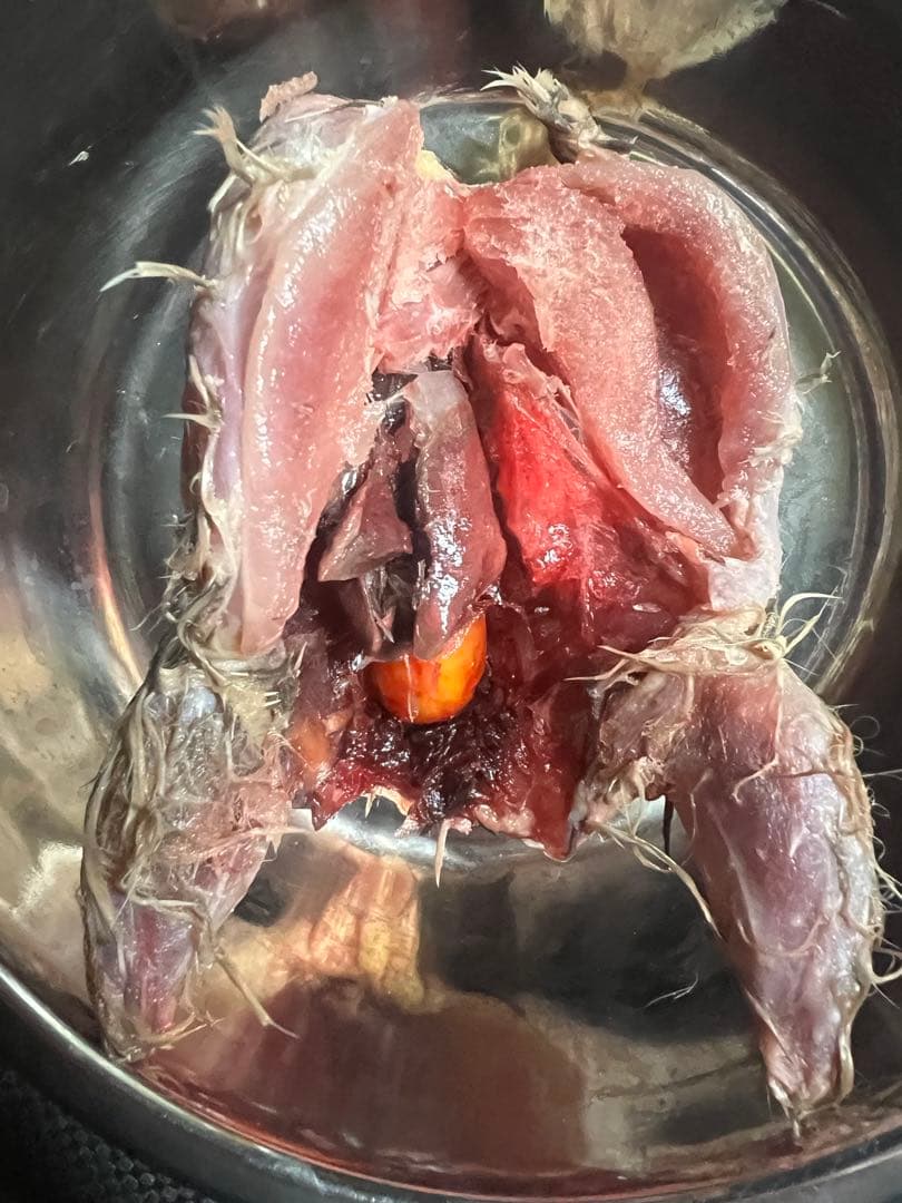 冷凍ウズラ　30羽