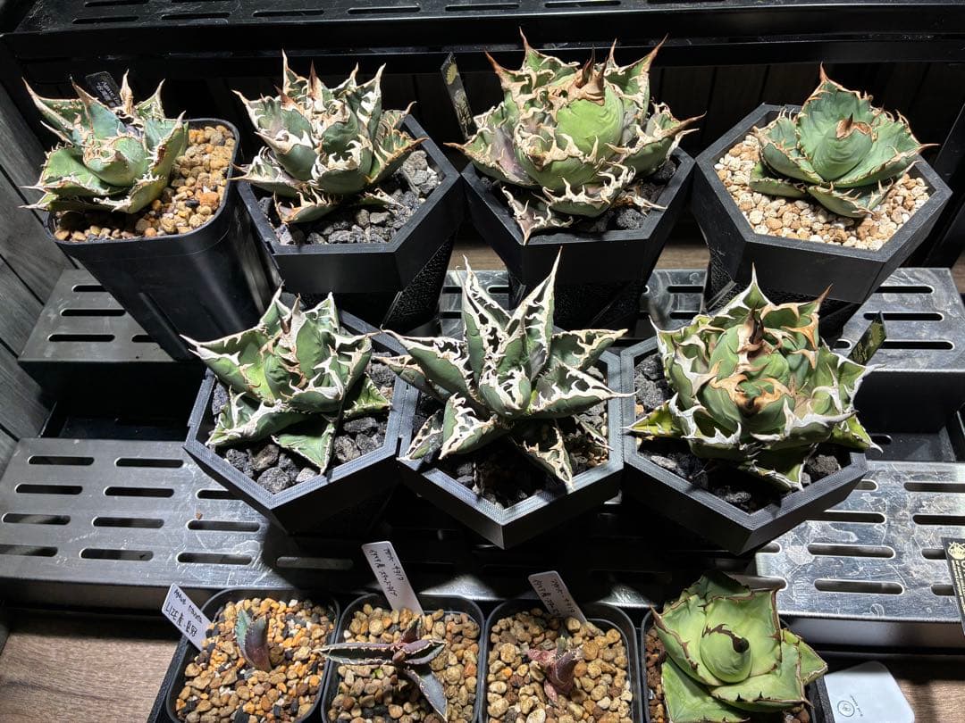 アガベ 特選チタノタ　セット売り⭐︎