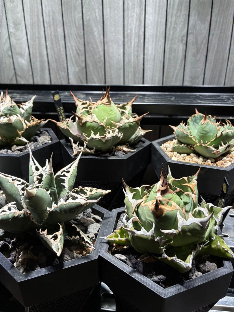 アガベ 特選チタノタ　セット売り⭐︎