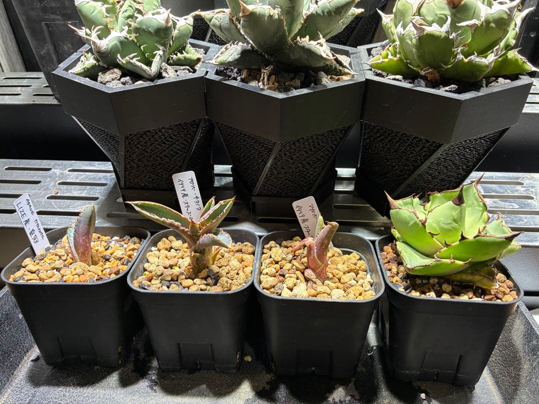 アガベ 特選チタノタ　セット売り⭐︎