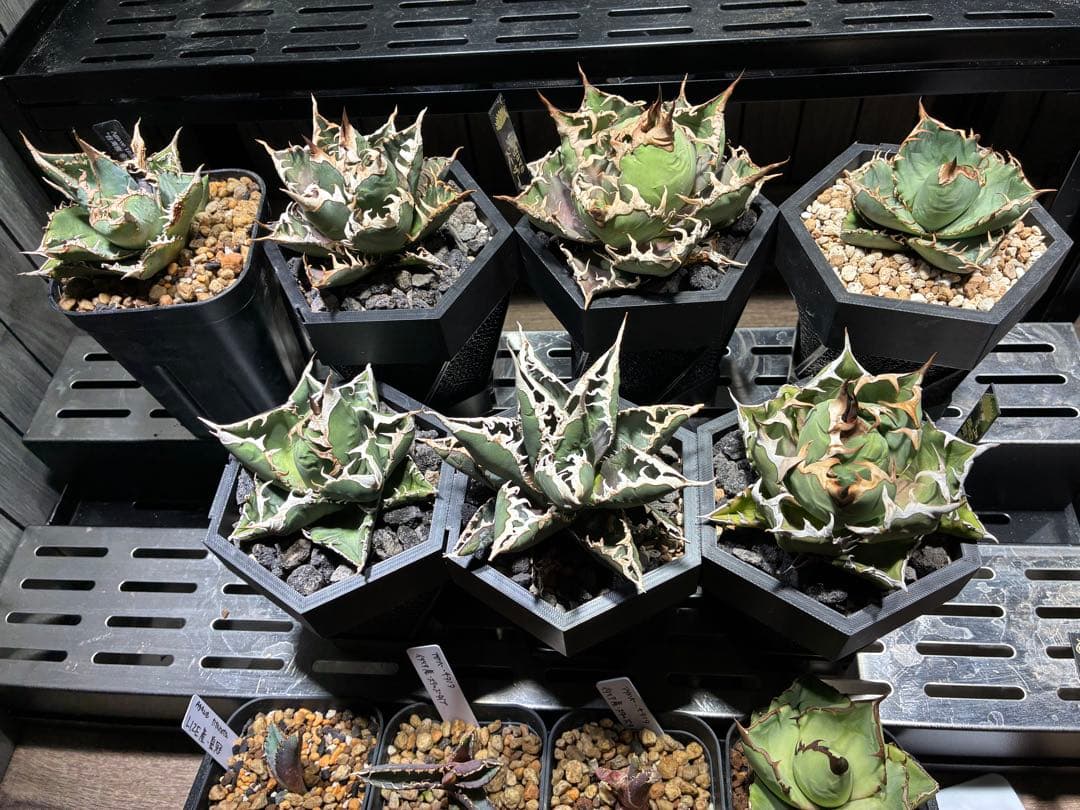 アガベ 特選チタノタ　セット売り⭐︎