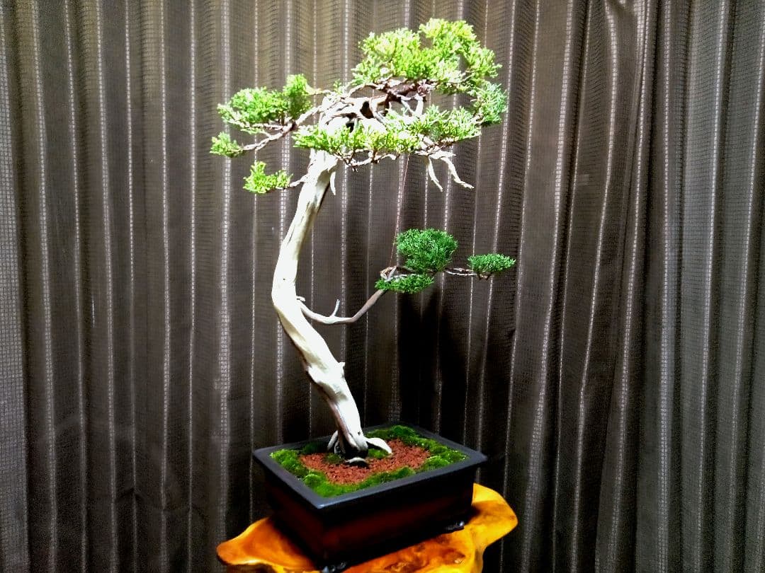 【大品 　 糸魚川真柏盆栽】　　　⭕樹齢 200年超 明星山採取❗