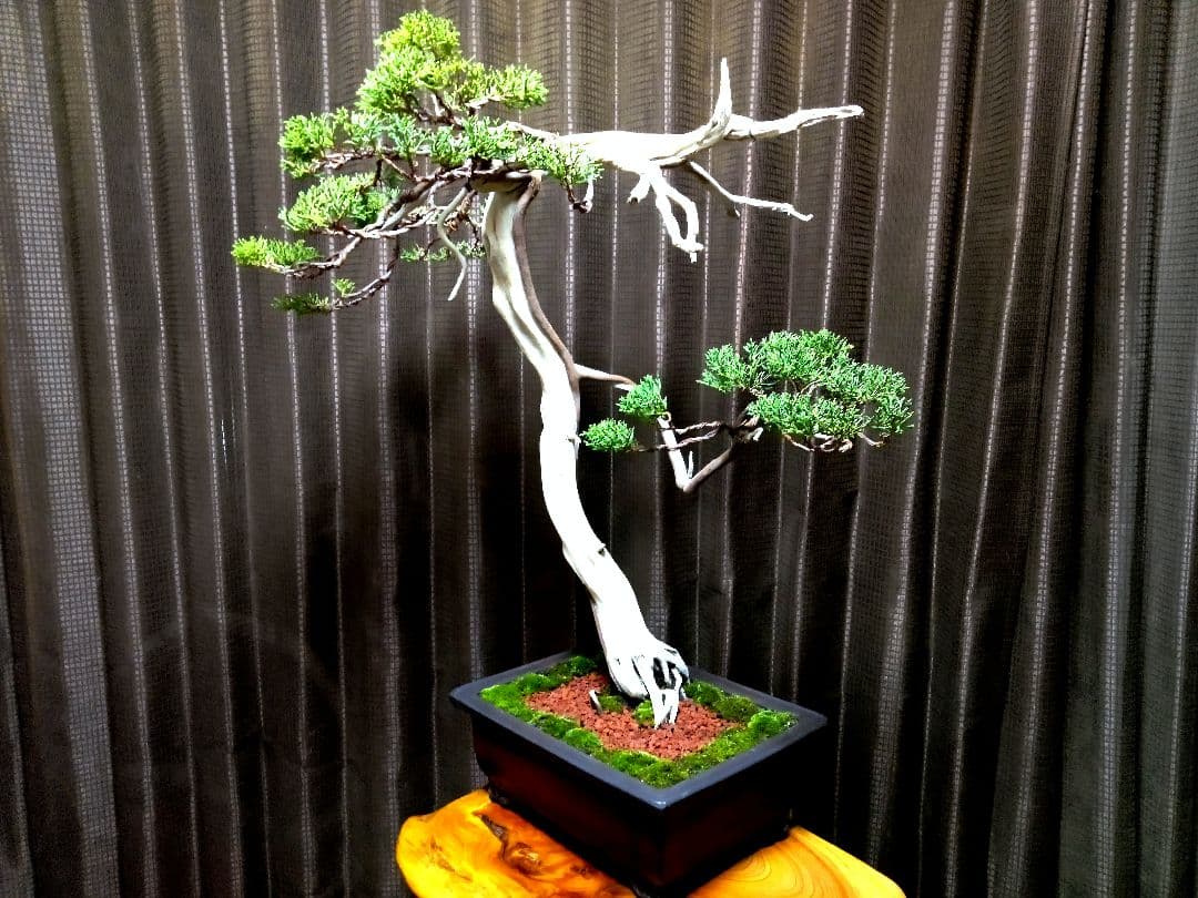 【大品 　 糸魚川真柏盆栽】　　　⭕樹齢 200年超 明星山採取❗