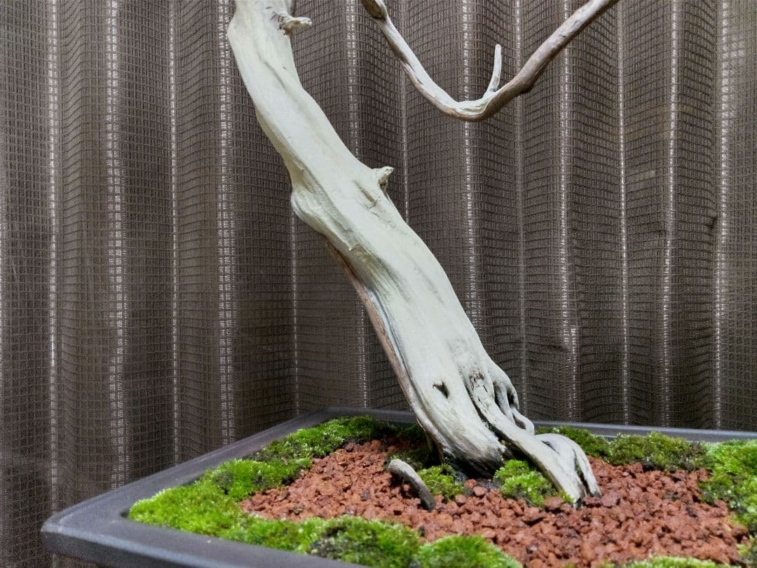 【大品 　 糸魚川真柏盆栽】　　　⭕樹齢 200年超 明星山採取❗