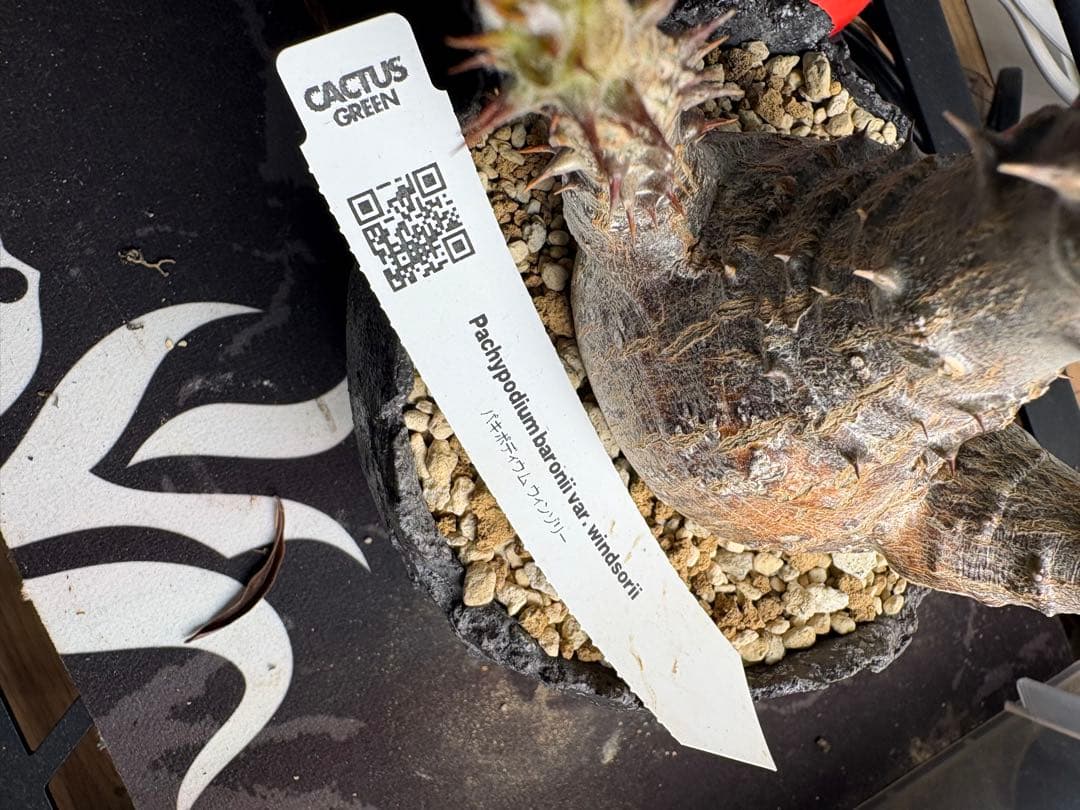 パキポディウム・ウィンゾリー 鉢付き