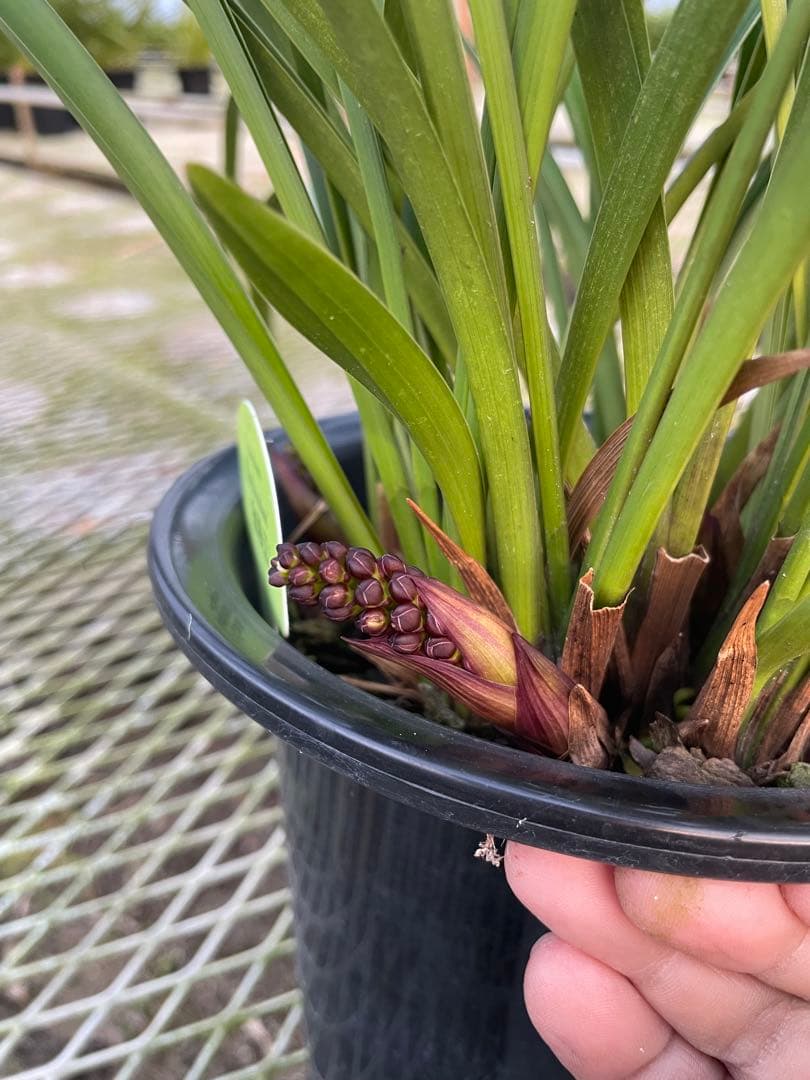 R8年キンリョウヘン花芽10本#1