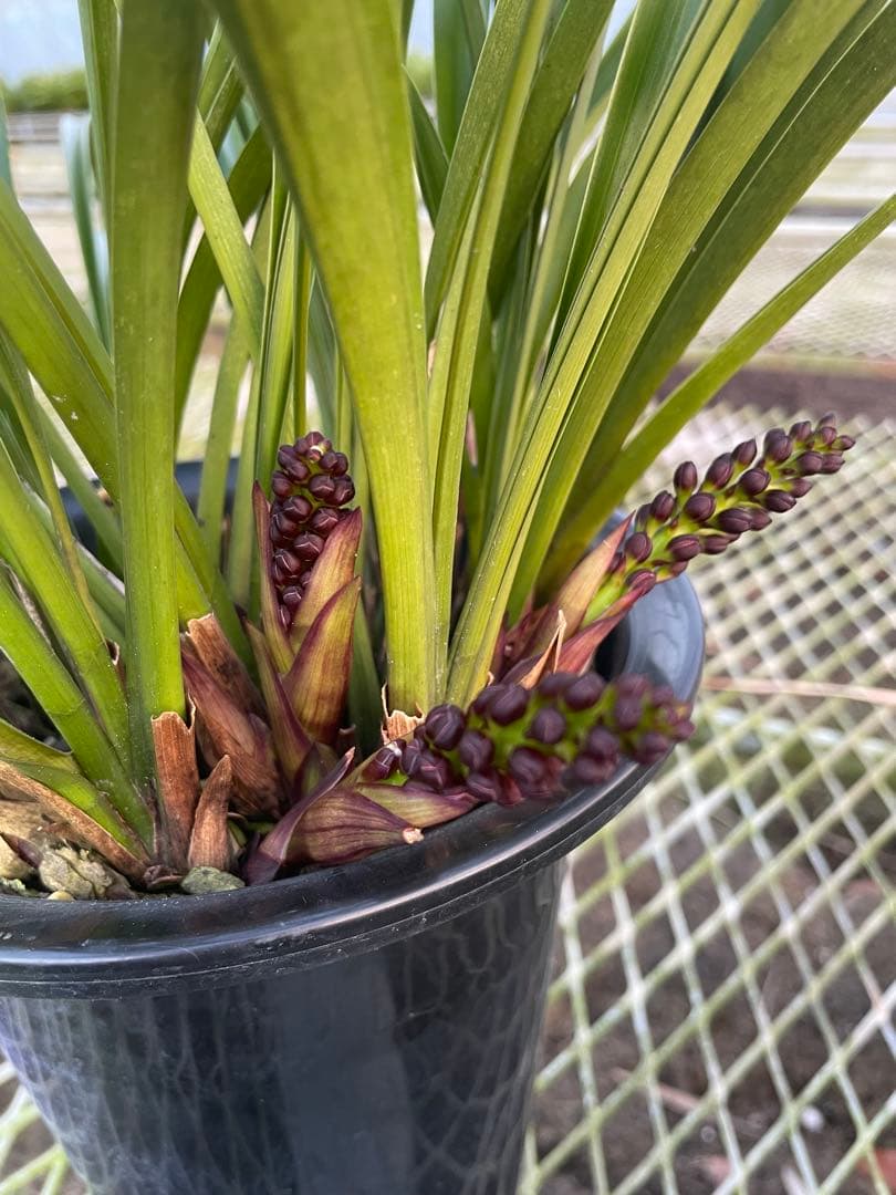 R8年キンリョウヘン花芽10本#1