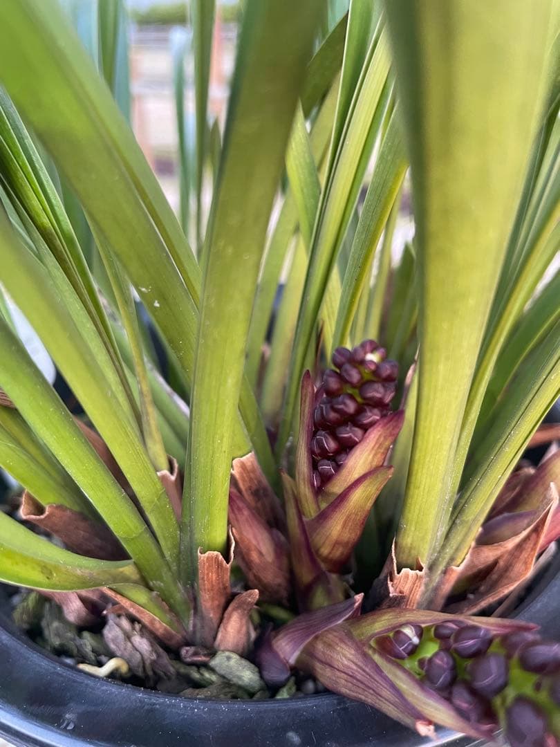 R8年キンリョウヘン花芽10本#1