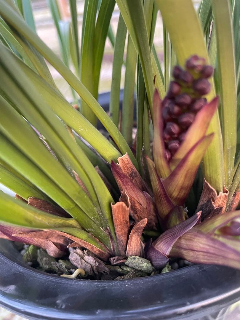 R8年キンリョウヘン花芽10本#1