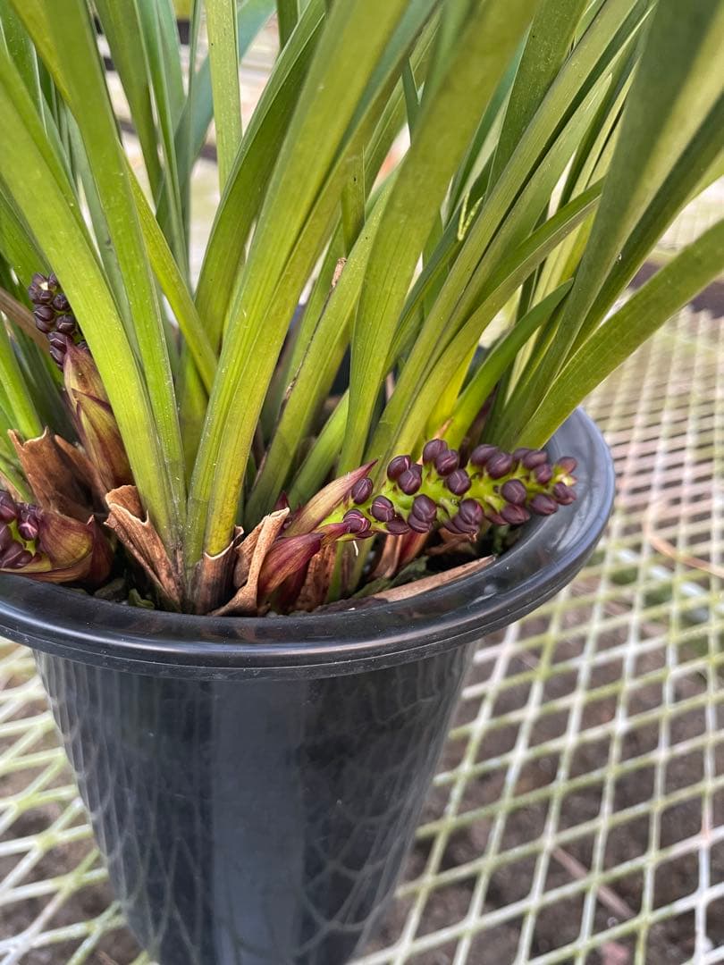 R8年キンリョウヘン花芽10本#1