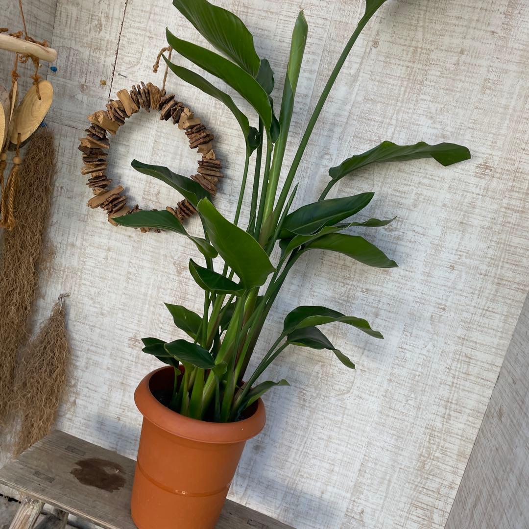 unzaです♪2点セット！アスプレニウム　コブラ3 オーガスタ　苗　苗木