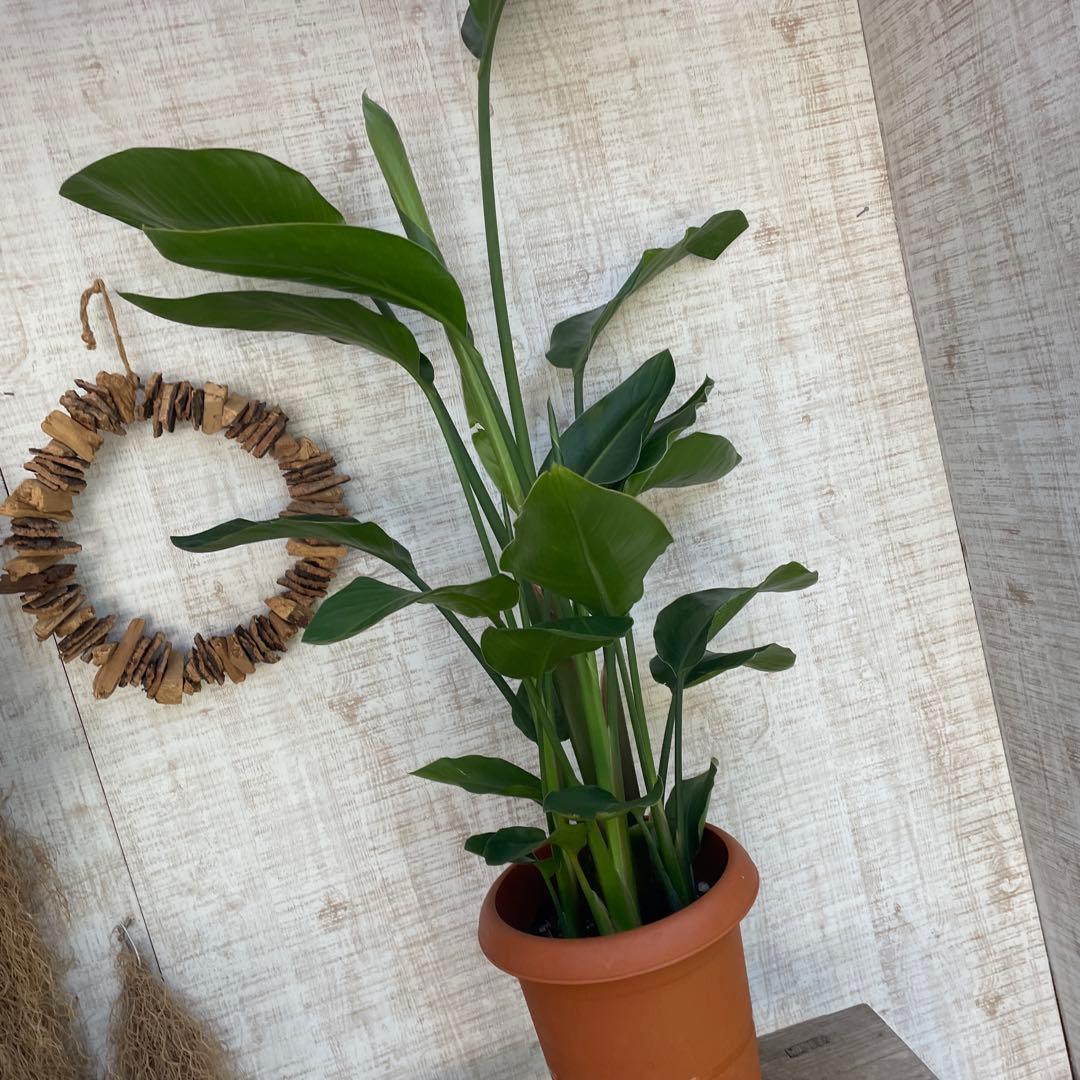 unzaです♪2点セット！アスプレニウム　コブラ3 オーガスタ　苗　苗木