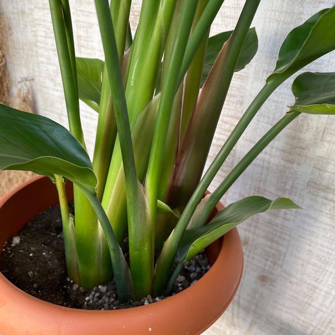 unzaです♪2点セット！アスプレニウム　コブラ3 オーガスタ　苗　苗木