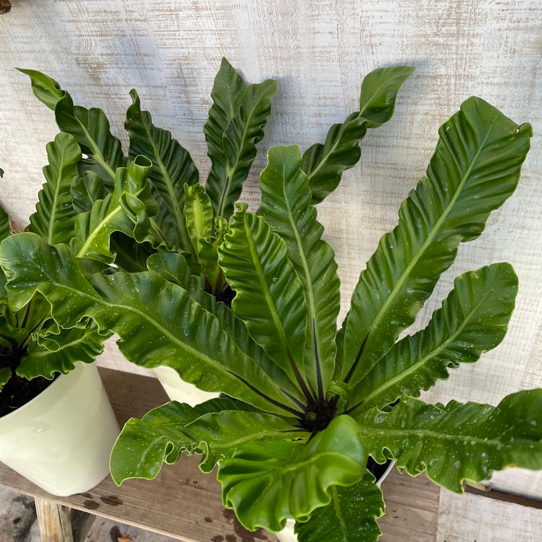 unzaです♪2点セット！アスプレニウム　コブラ3 オーガスタ　苗　苗木