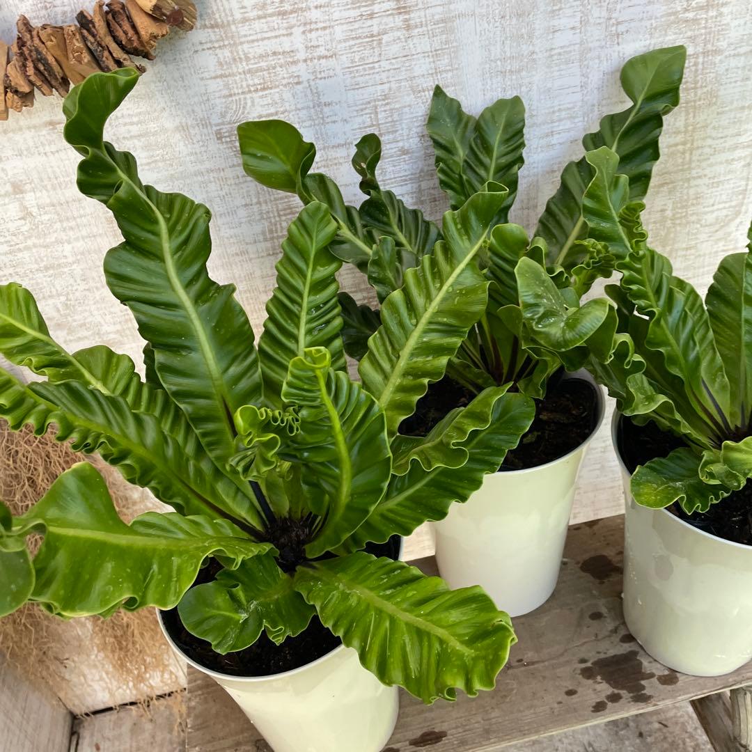 unzaです♪2点セット！アスプレニウム　コブラ3 オーガスタ　苗　苗木