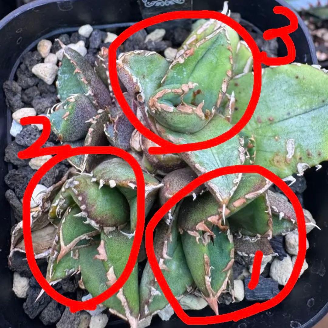 アガベ　清櫻　kinさん産