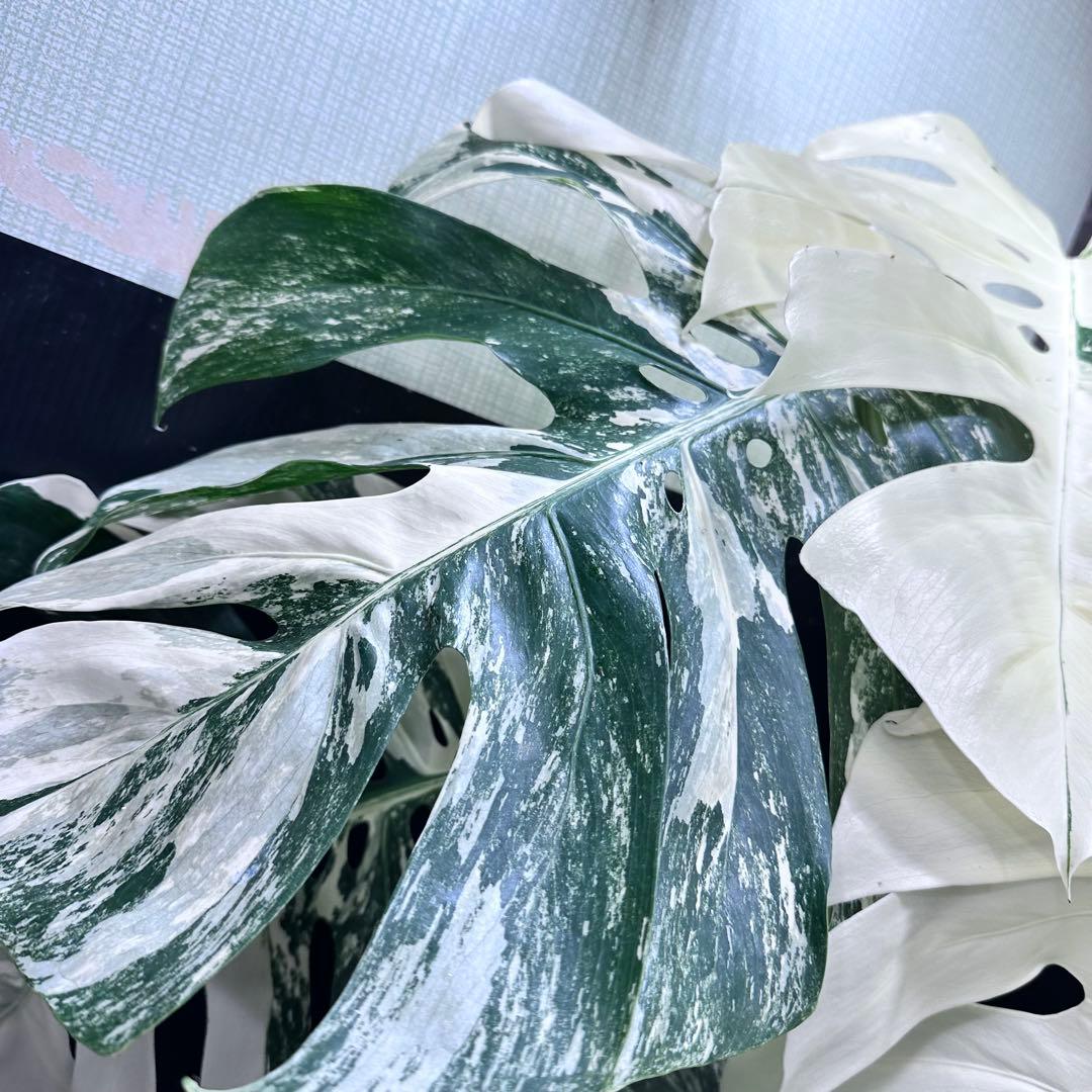 斑入りモンステラ ホワイトタイガー極美大株86cm白斑多