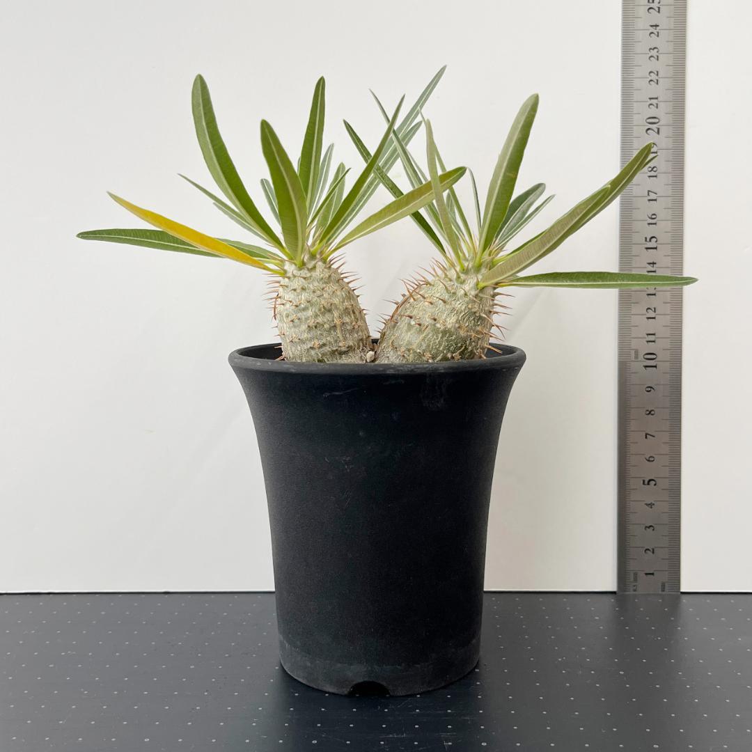 パキポディウム・グラキリス　実生株 2頭