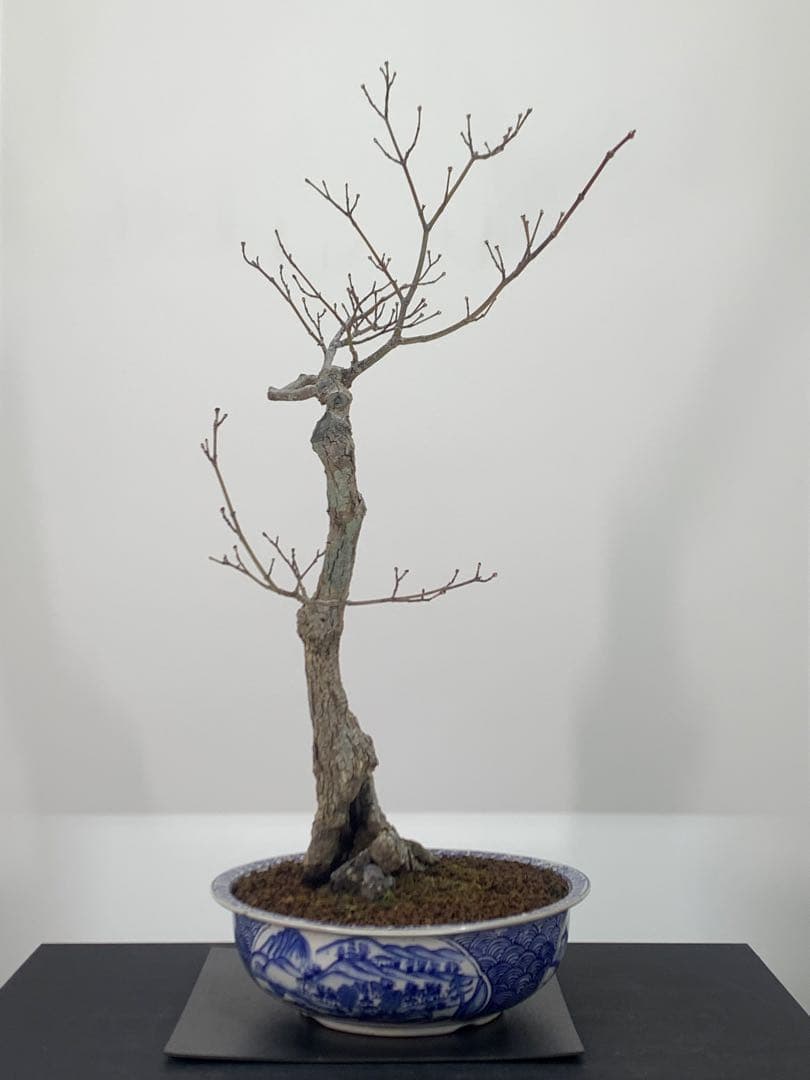 古木感溢れる石付山もみじ　文人　洞　樹高約60cm（検索/盆栽　野梅　楓）