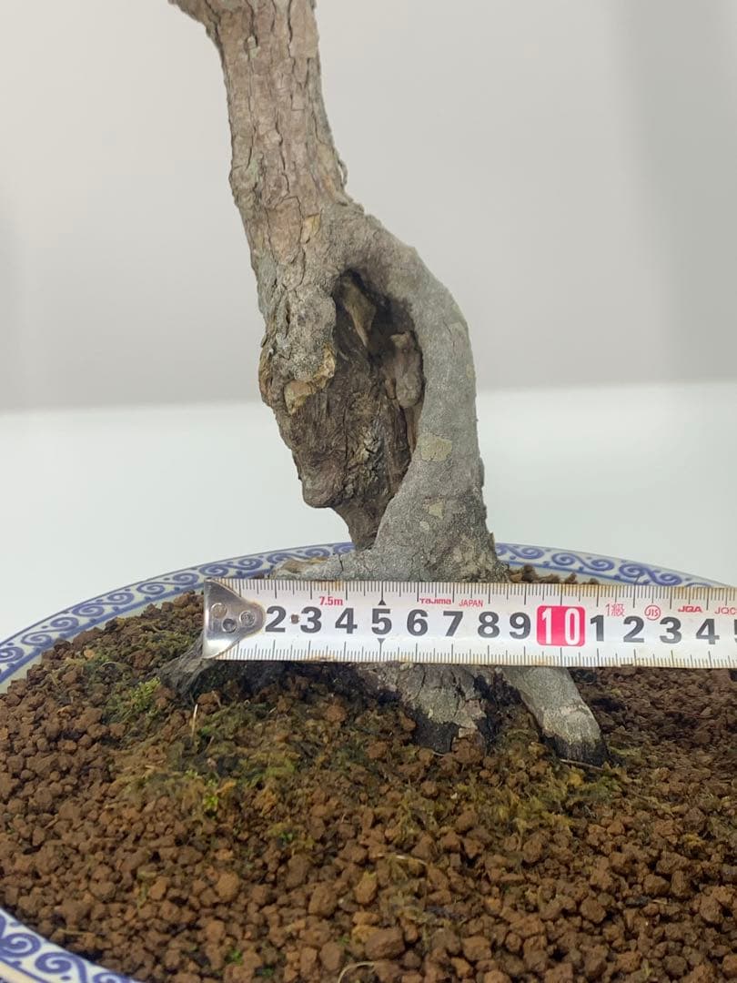 古木感溢れる石付山もみじ　文人　洞　樹高約60cm（検索/盆栽　野梅　楓）