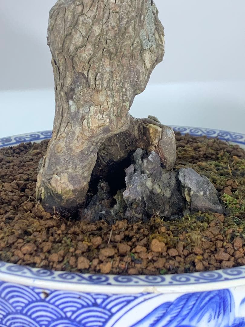 古木感溢れる石付山もみじ　文人　洞　樹高約60cm（検索/盆栽　野梅　楓）