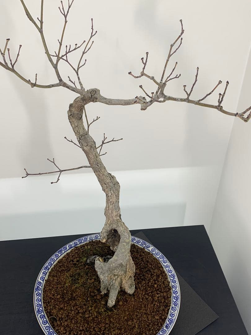 古木感溢れる石付山もみじ　文人　洞　樹高約60cm（検索/盆栽　野梅　楓）
