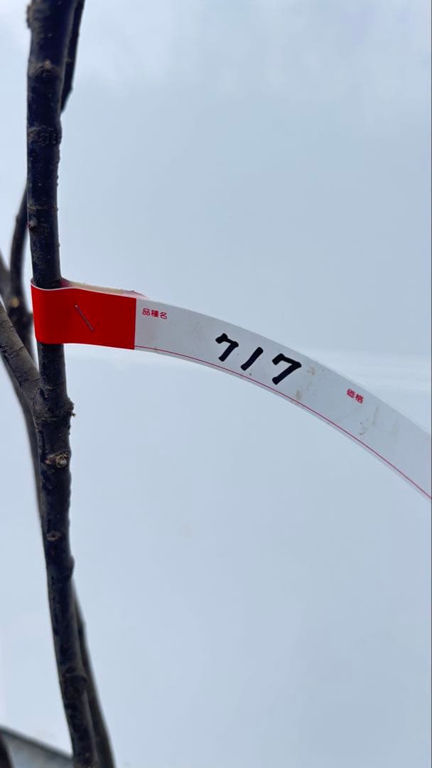 ricca 樹形が魅力的 山採り ハイノキ 株立 717 樹高1.8m位