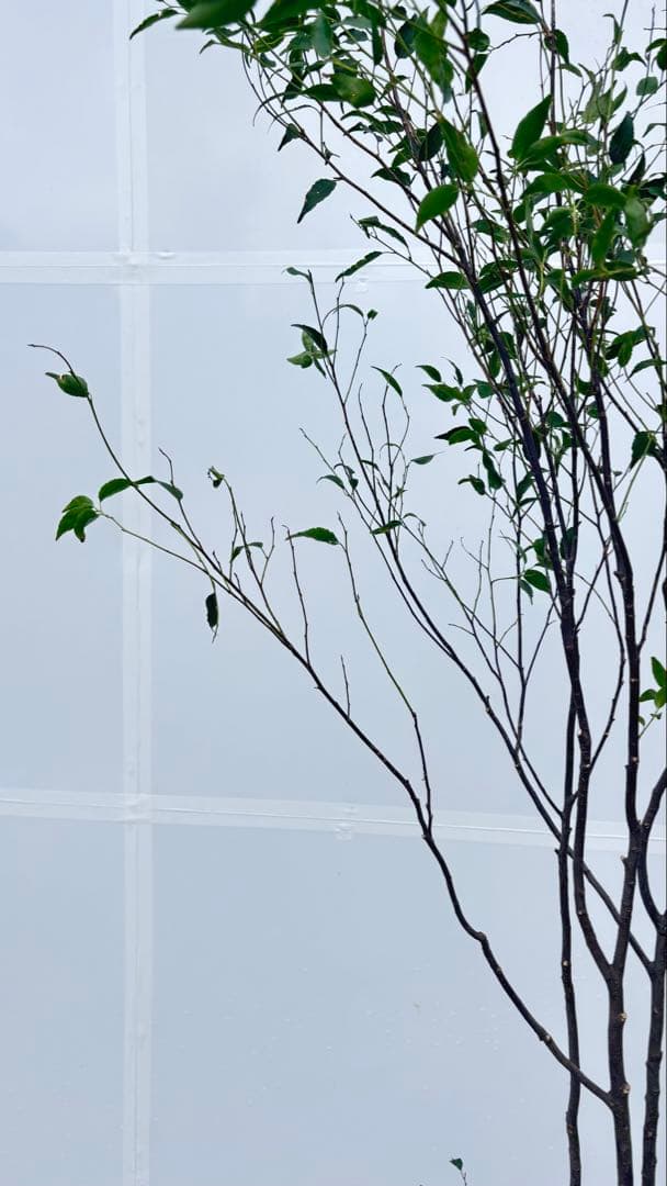 ricca 樹形が魅力的 山採り ハイノキ 株立 717 樹高1.8m位