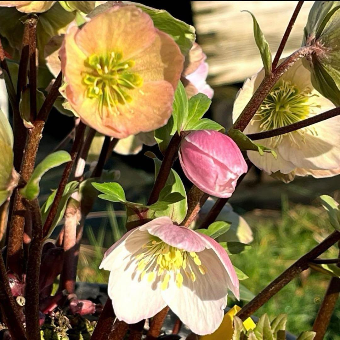 み*ー様 ☘️蕾付き☘️タグ付☘️3366⭐️BELCHERI⭐️PINK IC