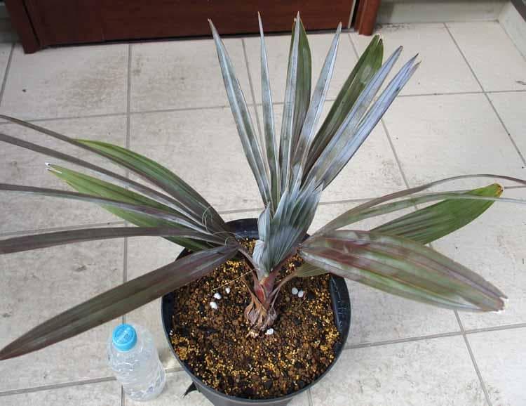 【現品】ビスマルキア・ノビリス　シルバー　椰子　ヤシ　8号　D21番